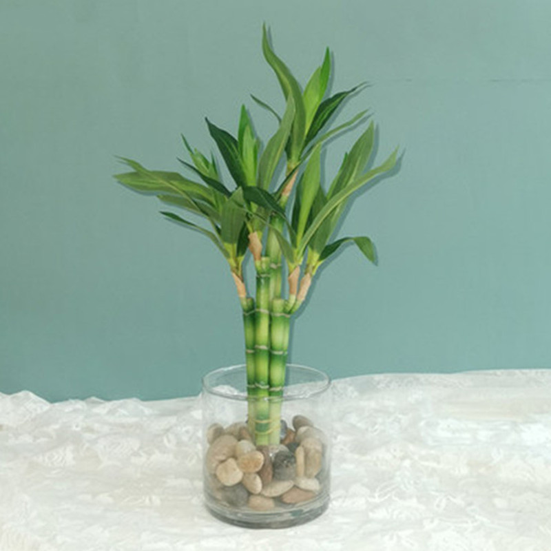 New 40cm Artificial Lucky Bamb - Echeveria Succulent review and price