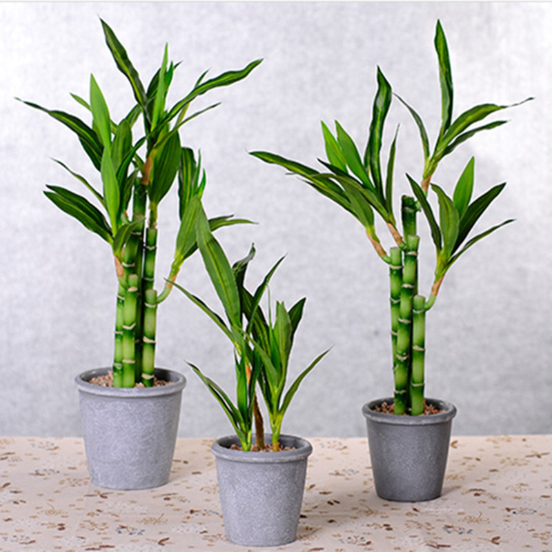 New 40cm Artificial Lucky Bamb - Echeveria Succulent review and price