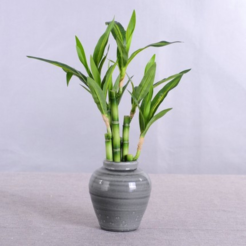 New 40cm Artificial Lucky Bamb - Echeveria Succulent review and price