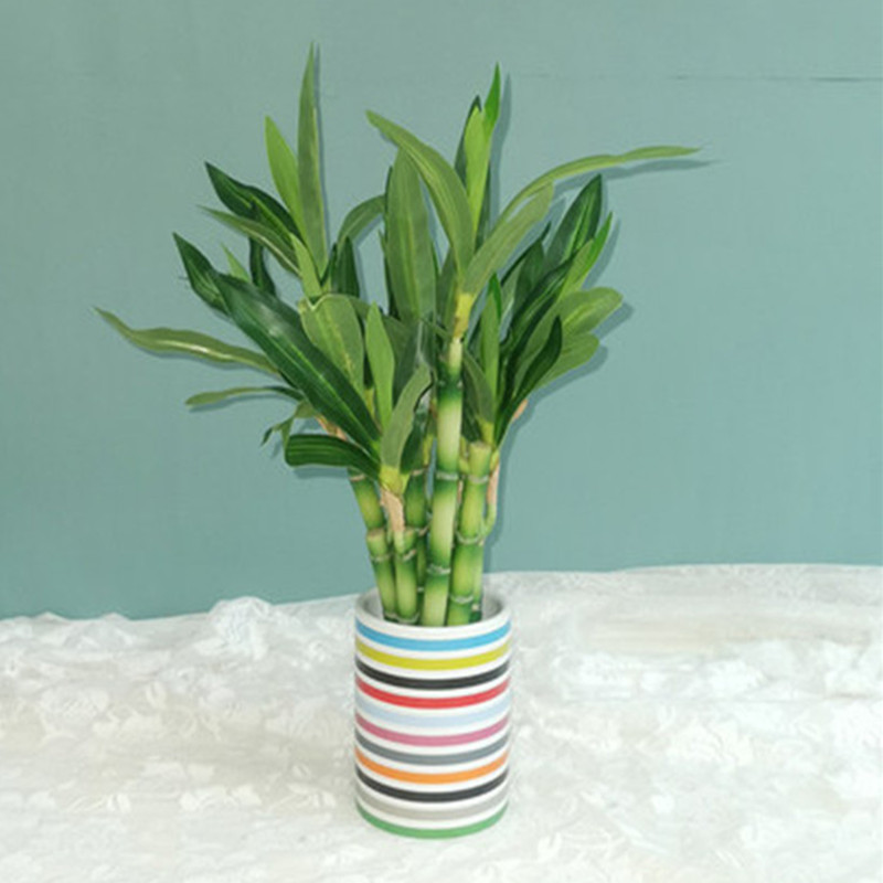 New 40cm Artificial Lucky Bamb - Echeveria Succulent review and price