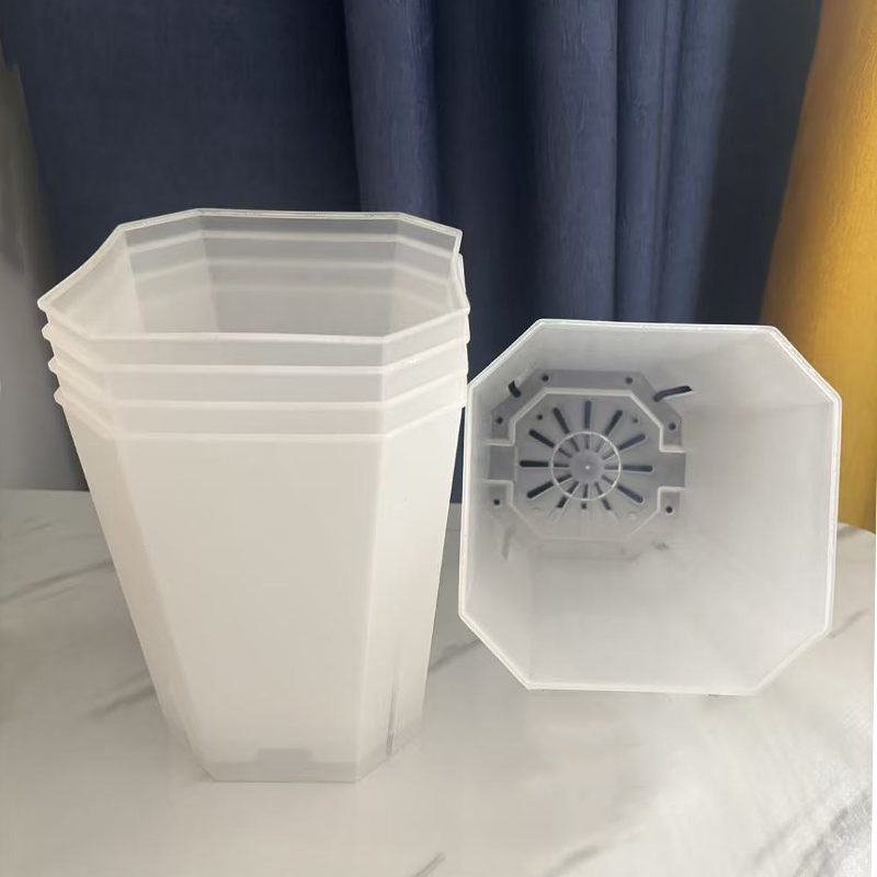 5PCS Transparent Flowerpot 15c - Echeveria Succulent review and price